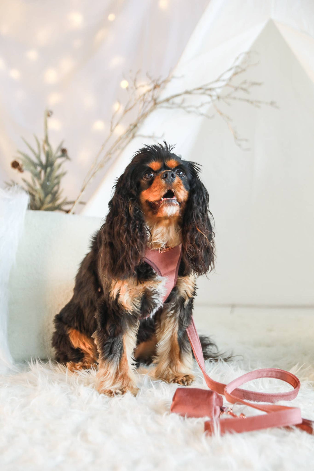 Velvet Pet Leash