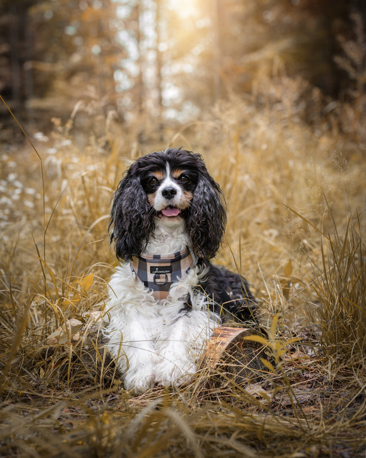 Buffalo Plaid Pet Leash