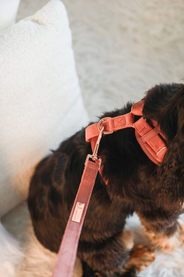 Velvet Pet Leash