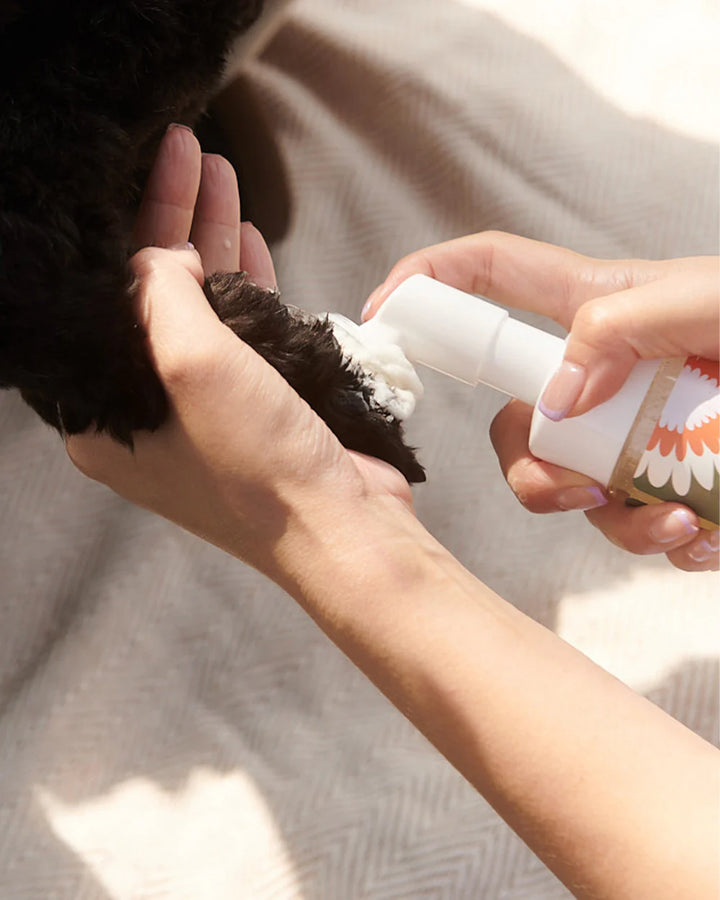 Dandylion Clean Paws No-Rinse Foaming Pet Cleanser bottle with pump, designed for quick, no-rinse paw cleaning for pets.