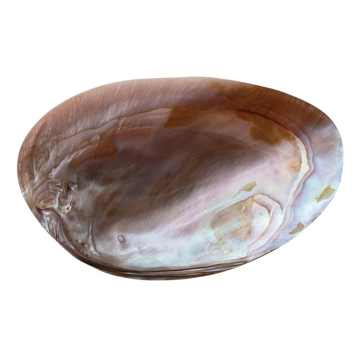 Decorative natural shell dish by Creative Co-op featuring a polished mother of pearl finish for trinket trays and jewelry display.