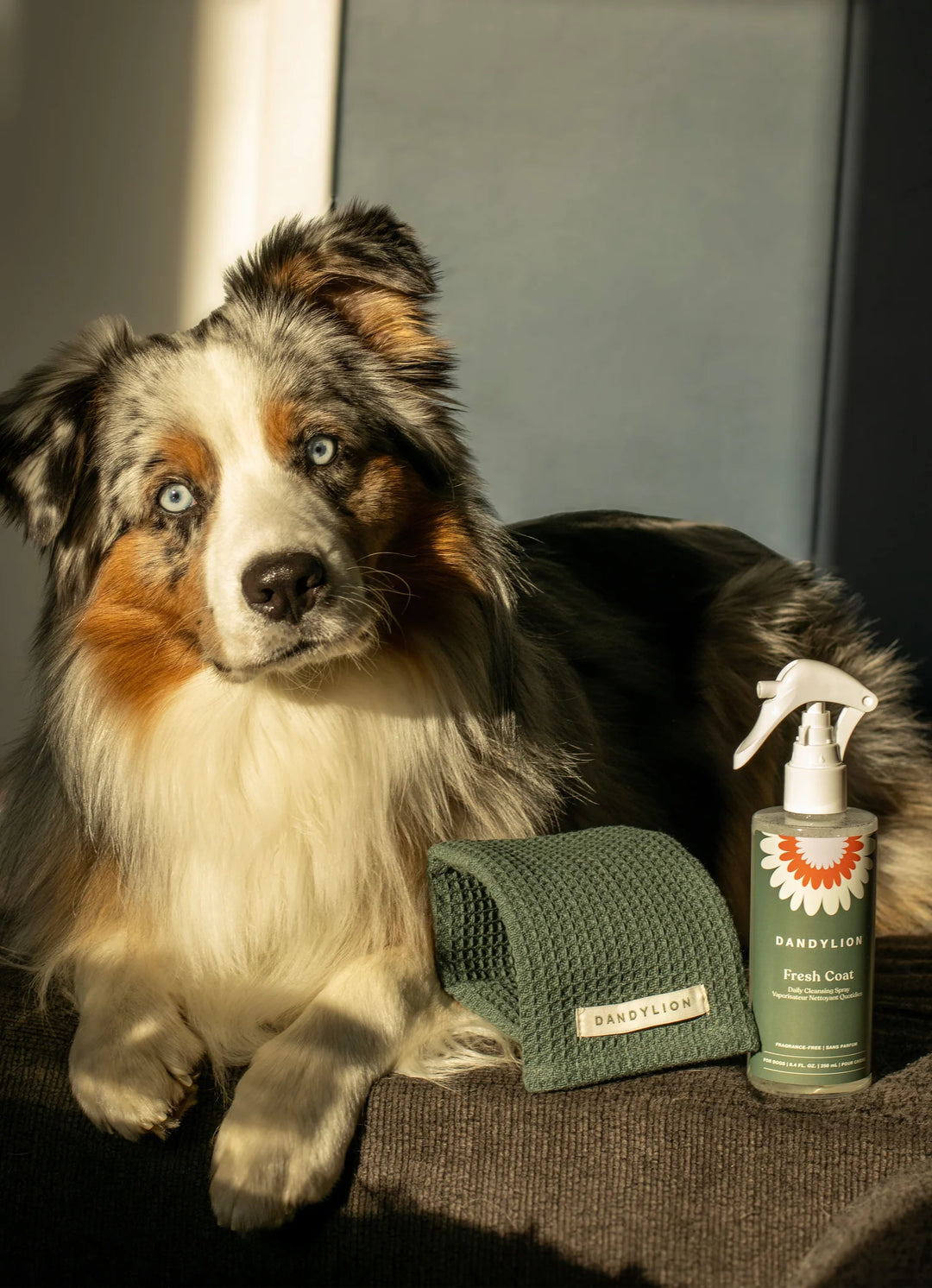 Dandylion Fresh Coat Daily Cleansing Spray for dogs, a waterless no-rinse pet shampoo in a spray bottle.