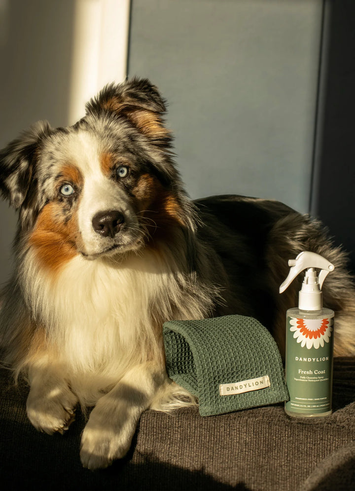 Dandylion Fresh Coat Daily Cleansing Spray for dogs, a waterless no-rinse pet shampoo in a spray bottle.