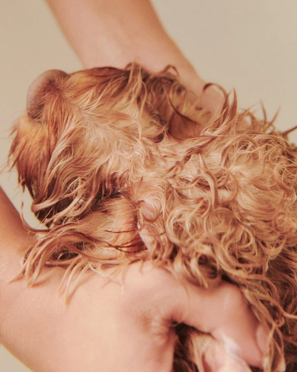 Dandylion Nourish Gentle Hydrating Dog Conditioner bottle with label, suitable for pet grooming and moisturizing dog fur.