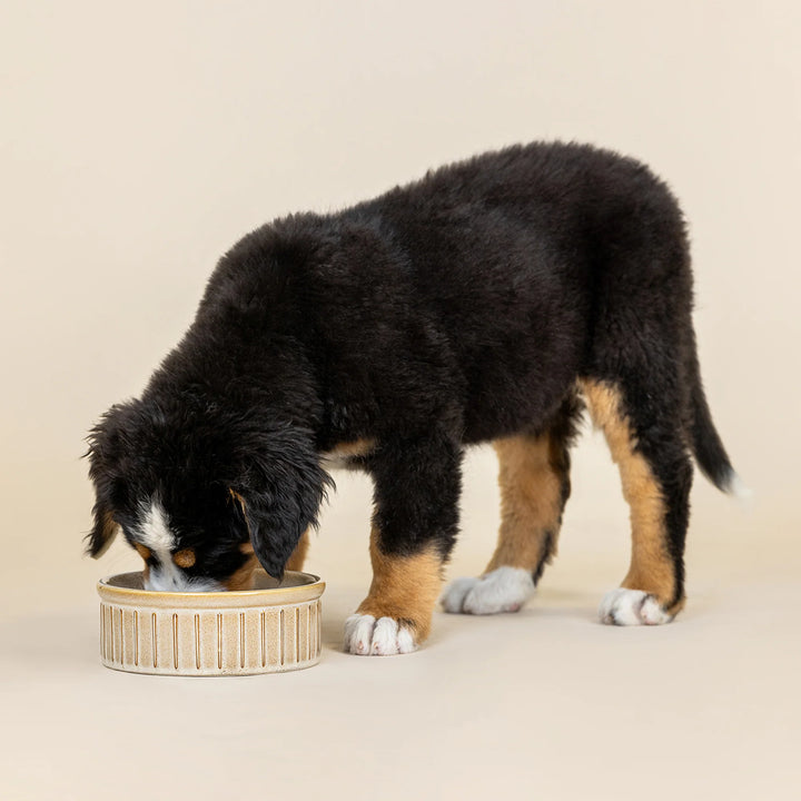 FRINGE Sadie ribbed stoneware pet water bowl with a textured, glazed surface, designed for easy drinking by dogs or cats.