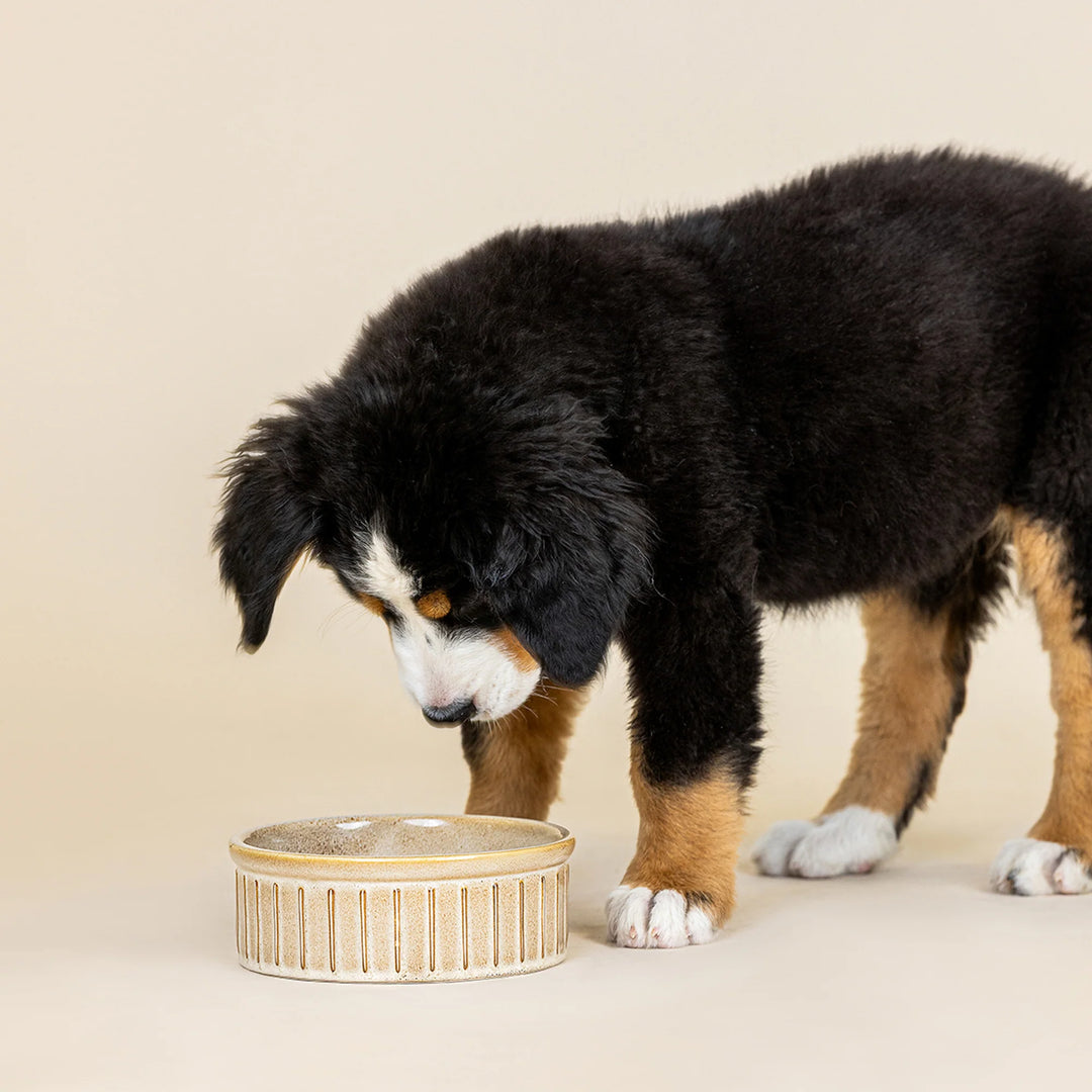 FRINGE Sadie ribbed stoneware pet water bowl with textured design, ideal for dogs and cats, in neutral stone glaze color.