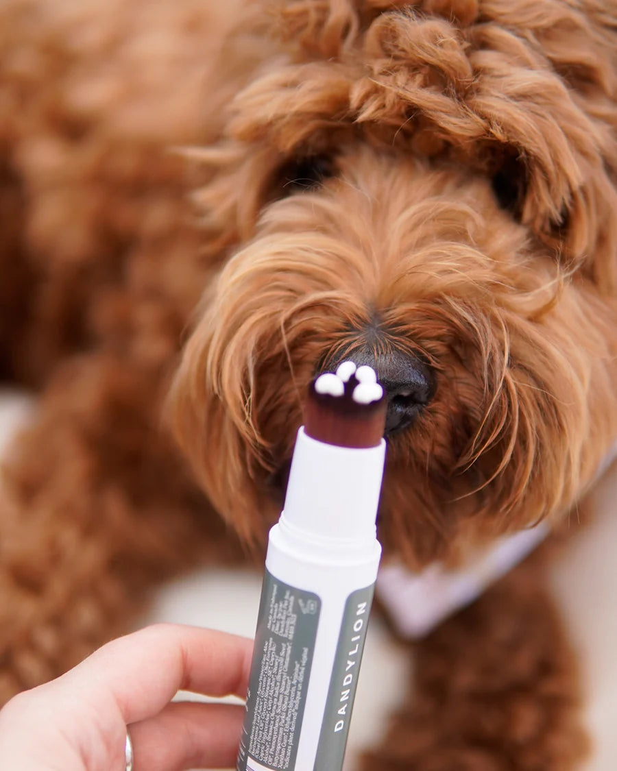 Dandylion Soft Paws hydrating paw lotion applied to a dog's paw, showing the moisturizing formula in a natural setting.