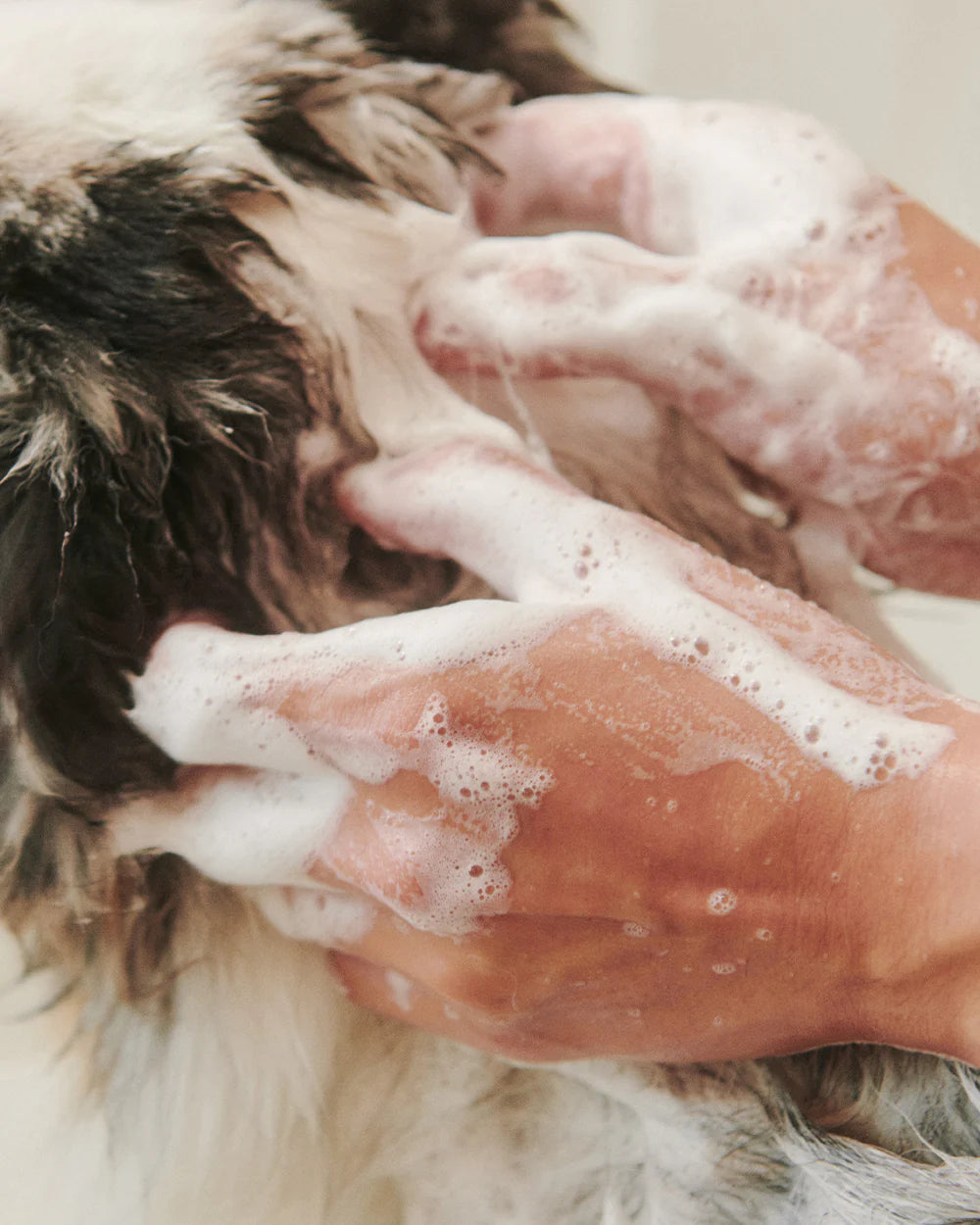 Dandylion Soothe Gentle Cleansing Dog Shampoo bottle, pet shampoo for sensitive skin, with calming and refreshing formula.