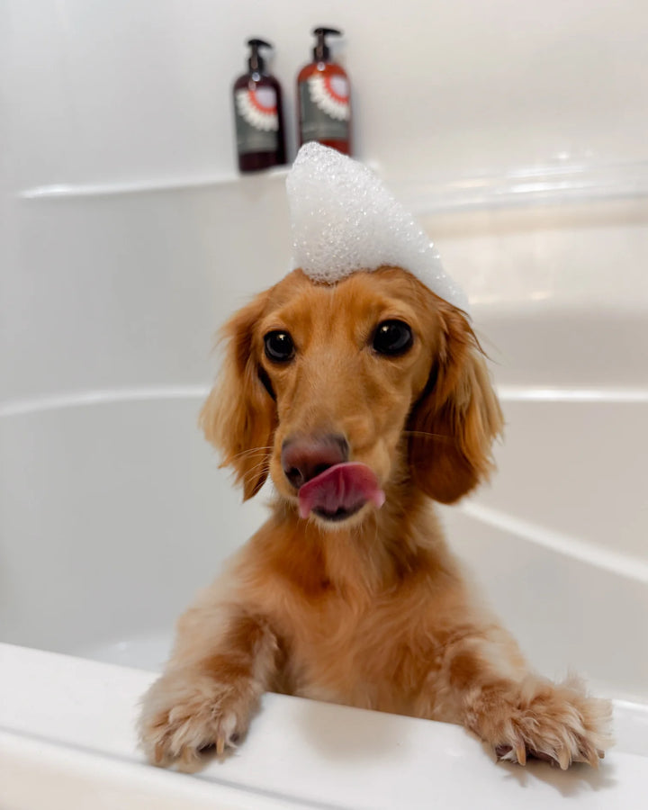 Dandylion Nourish Gentle Hydrating Dog Conditioner bottle with label, designed for soothing and moisturizing pet hair.