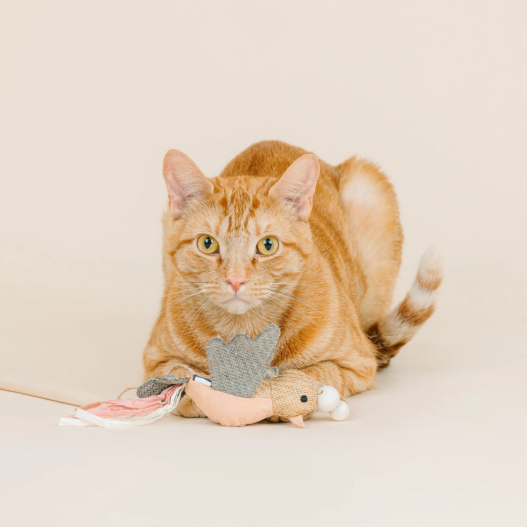 FRINGE Taking Flight Teaser Cat Toy featuring colorful feathers on bird toy and a wand for interactive play with cats.
